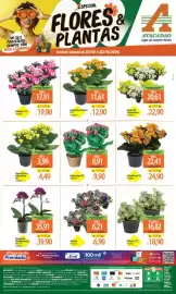 Folheto Atacadão Página 1: De - calandra paixão p11 €12,90, Mini - orquídea phalaenopsis €39,90
