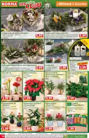Norma Prospekt woche 45 Seite 16: Alpenveilchen "Traum Trio" €2,99