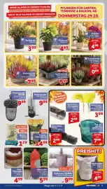 CENTERSHOP Prospekt woche 44 Seite 5: Christrose Helleborus €4,49, Orchidee €4,99