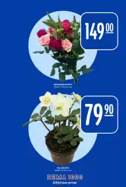 Rema 1000 kundeavis uke 44 Side 22: Helleborus €79,90, Bama sesongens bukett €149,00