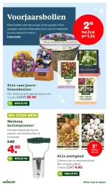 Welkoop folder week 44 Pagina 33: Alle pootgoed €4,43, Welkoop bollenplanter €4,95