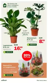 Welkoop folder week 44 Pagina 37: Amaryllis arrangementen €11,99, Gatenplant €8,99