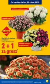 Lidl gazetka Strona 45