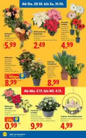 Lidl Flugblatt woche 44 Seite 28: Halloween Strauß €5,99, Weihnachtsstern Mehrtrieber €2,49