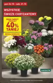 ALDI gazetka tydzień 44 Strona 3: Świeże Chryzantemy