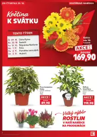 Kaufland leták týden 44 Strana 4: 4 OD ČTVRTKA 29. 10. ROZŠÍŘENÁ NABÍDKA Květina K SVÁTKU TENTO TÝDEN Čt 29. 10