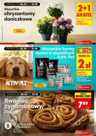 Biedronka gazetka tydzień 44 Strona 6: Chryzantemy doniczkowe, Rwaniec cynamonowy €7,49
