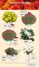 Tesco leták týden 44 Strana 15: Chryzantéma multiflora €79,90, Chryzantéma multiflora €159,90