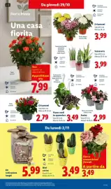 Volantino Lidl settimana 44 Pagina 39: Piante verdi da appendere €3,49, Azalea €2,99