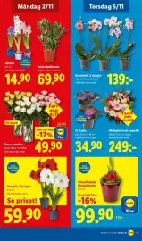 Lidl reklamblad vecka 45 Sida 20: Amaryllis, 2 stänglar €59,90, Lidl Rosor, premium €49,90