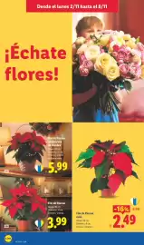 Catálogo Lidl | Alimentación Página 22: Flor de Pascua mini €2,49, Flor de Pascua €3,99