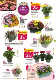 Catalogue Kiriel page 3: Fleuron d'Anjou Chrysanthème Multifleurs Tricolore €2,60