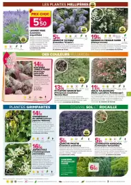 Catalogue Kiriel page 7: COTONEASTER HORIZONTAL (Cotoneaster horizontalis) €5,95, LAVANDE VRAIE €5,50