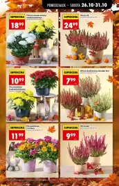 Biedronka Polsko leták týden 44 Strana 21: Garden Girl wrzos doniczkowy €7,99, Chryzantema średniokwiatowa €10,99