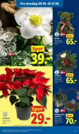 Lidl tilbudsavis Side 10: Julestjerne €29,00, Birkepotte eller salixkrans €70,00