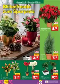 Netto Marken-Discount Prospekt woche 45 Seite 12: Zuckerhutfichte €7,99, Amaryllis €3,99