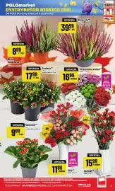 Polomarket gazetka tydzień 44 Strona 5: Chryzantema drobna €16,99, Róże €11,99