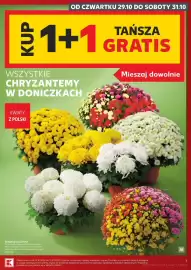 Kaufland gazetka tydzień 44 Strona 7: OD CZWARTKU 29.10 DO SOBOTY 31.10 KUP 1+1 WSZYSTKIE CHRYZANTEMY W DONICZKACH TAŃSZA