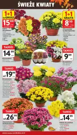 Intermarche gazetka tydzień 44 Strona 4: Chryzantema średniokwiatowa €8,50, Chryzantema €19,99