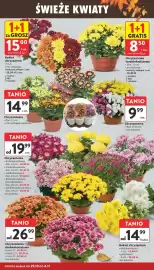 Intermarche gazetka tydzień 44 Strona 4: Chryzantema średniokwiatowa €8,50, Chryzantema €19,99