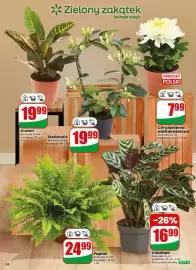 Dino gazetka tydzień 44 Strona 54: Calathea €16,99, Paproć €24,99