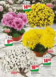 Dino gazetka tydzień 44 Strona 59: Chryzantema Średniokwiatowa €9,99, Chryzantema drobnokwiatowa €16,99