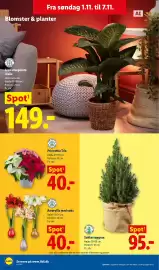 Lidl tilbudsavis uge 45 Side 36: Grøn stueplante i kurv €149,00, Amaryllis med voks €40,00
