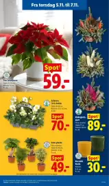 Lidl tilbudsavis uge 45 Side 37: Julerose i 6'er bakke €70,00, Grøn plante €49,00