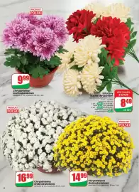 Dino gazetka Strona 6: Sztuczny bukiet chryzantem €8,49, Chryzantema drobnokwiatowa doniczka 21 cm €16,99