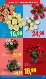 Catalog Lidl săptămâna 45 Pagină 61: Trandafir în ghiveci 3 culori €29,99, Mix plante în tavă €44,99