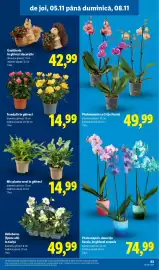 Catalog Lidl săptămâna 45 Pagină 63: Phalaenopsis, două tije florale, în ghiveci ceramic €74,99, Trandafir în ghiveci €14,99