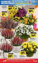 Polomarket gazetka tydzień 44 Strona 4: % PALIWO CIĘ NIE OSZCZĘDZA? OSZCZĘDZAJ Z NAMI! Chryzantema drobnokwiatowa
