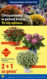 Lidl gazetka Strona 4: Od poniedziałku, 26.10 do 31.10 Chryzantemy w pełnej krasie To się opłaca. średniokwiatowa