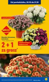 Lidl gazetka Strona 5: Wszystkie chryzantemy doniczkowe €0,01