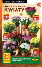 Biedronka gazetka Strona 22: Chryzantema wielokwiatowa Time €19,99, Chryzantema średniokwiatowa €19,99