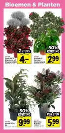 Vomar Voordeelmarkt folder Pagina 34: Azalea of Pannen koekenplant €2,99, Kamerplant xl €9,99