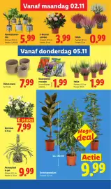 Lidl folder week 45 Pagina 31: Grote kamerplant €9,99, 3-kleuren potroos €3,99