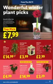 Lidl leaflet week 45 Page 23: Anthurium €4,99, Bottle Terrarium €14,99