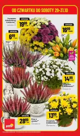 Polomarket gazetka Strona 6: OD CZWARTKU DO SOBOTY 29-31.10 Chryzantema drobnokwiatowa trzykolorowa** 1 szt. średnica