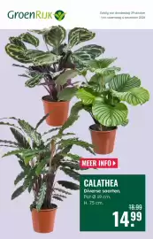 GroenRijk folder week 44 Pagina 1: Calathea €14,99