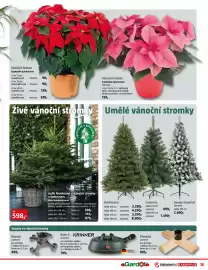 Bauhaus leták Strana 13: Vánoční hvězda Euphorbia pulcherrima €159,00, Jedle Nordmann – vánoční stromky v kontejneru €598,00