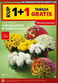 Kaufland gazetka Strona 9: OD CZWARTKU 29.10 DO SOBOTY 31.10 ₹1+1 WSZYSTKIE CHRYZANTEMY W DONICZKACH TAŃSZA GRATIS Mieszaj