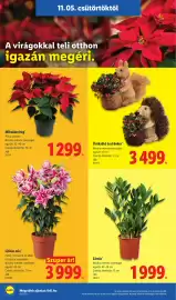 Lidl akciós újság hét 45 Oldal 20: Zámia €1.999,00, Liliom mix €3.999,00