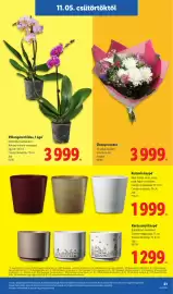 Lidl akciós újság hét 45 Oldal 21: Pillangóorchidea €3.999,00, Ünnepi csokor €3.999,00