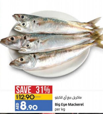 Lulu Hypermarket Big eye mackerel per KG offer