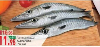 KM Trading Barracuda offer