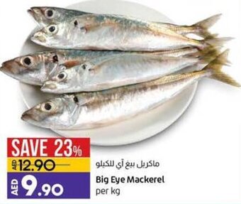 Lulu Hypermarket Big Eye Mackerel per kg offer