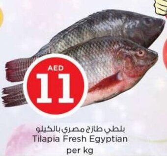 Nesto Tilapia Fresh Egyptian per kg offer