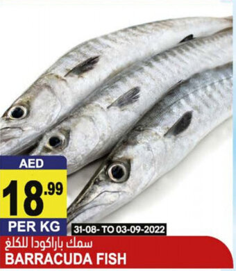Almaya supermarket Barracuda fish per KG offer