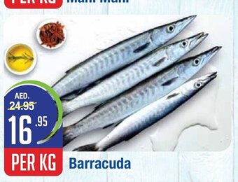 West Zone Supermarket Barracuda per kg offer